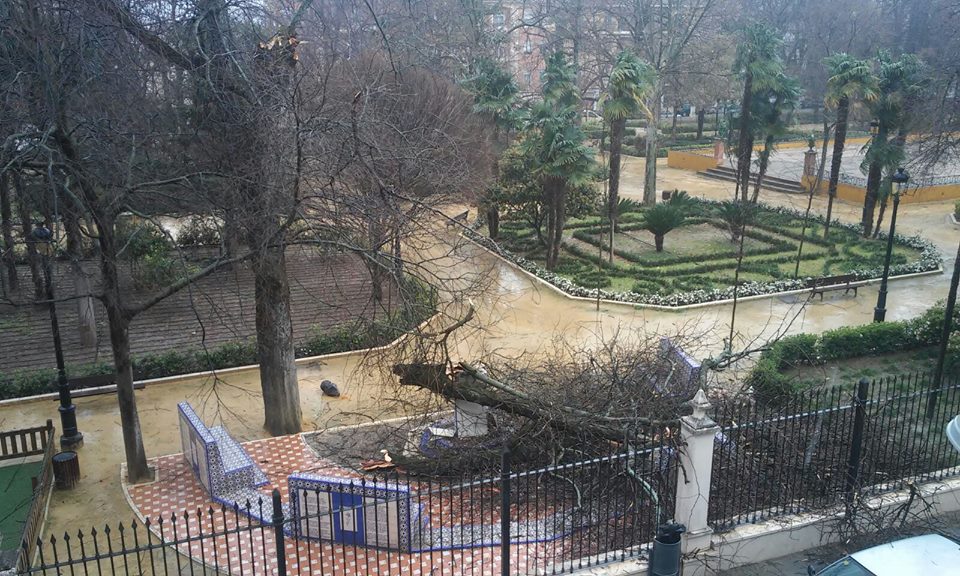Efectos del vendaval en Cabra el 3 de febrero de 2017.